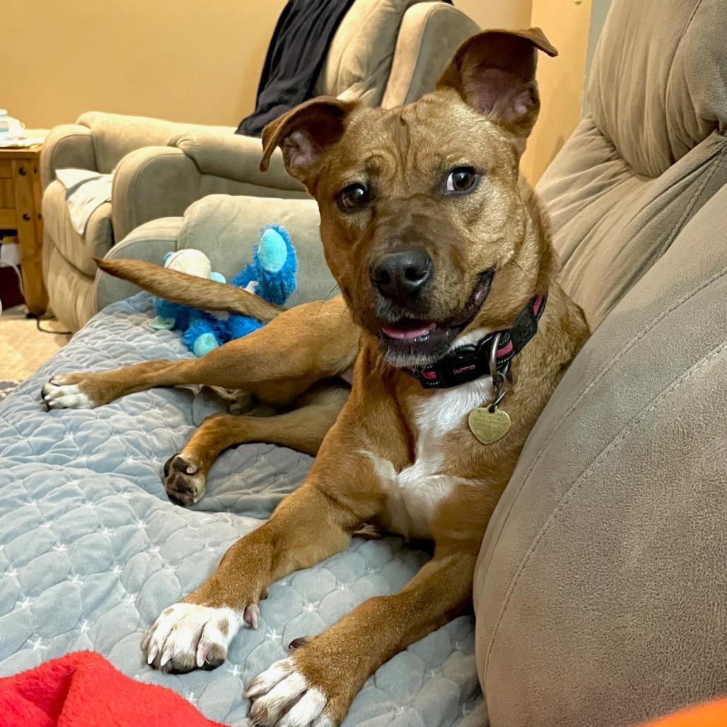 Enlarge Jenny, a Adoptable mixed breed in Metamora, MI image 3/6