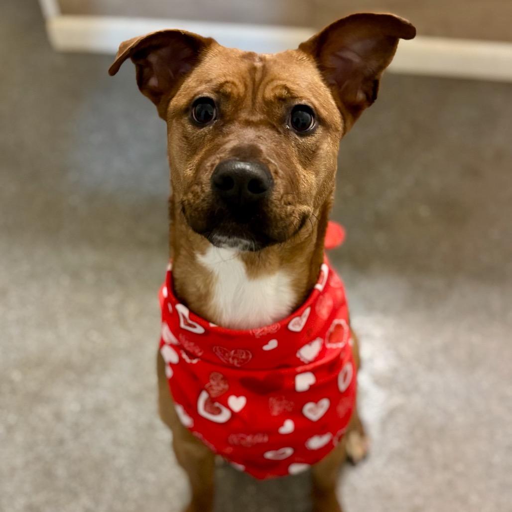 Enlarge Jenny, a Adoptable mixed breed in Metamora, MI image 4/6