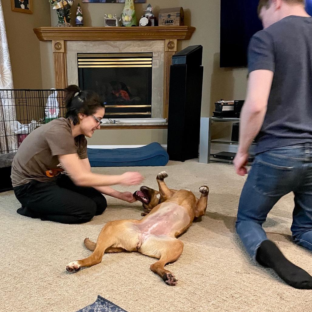 Enlarge Jenny, a Adoptable mixed breed in Metamora, MI image 5/6