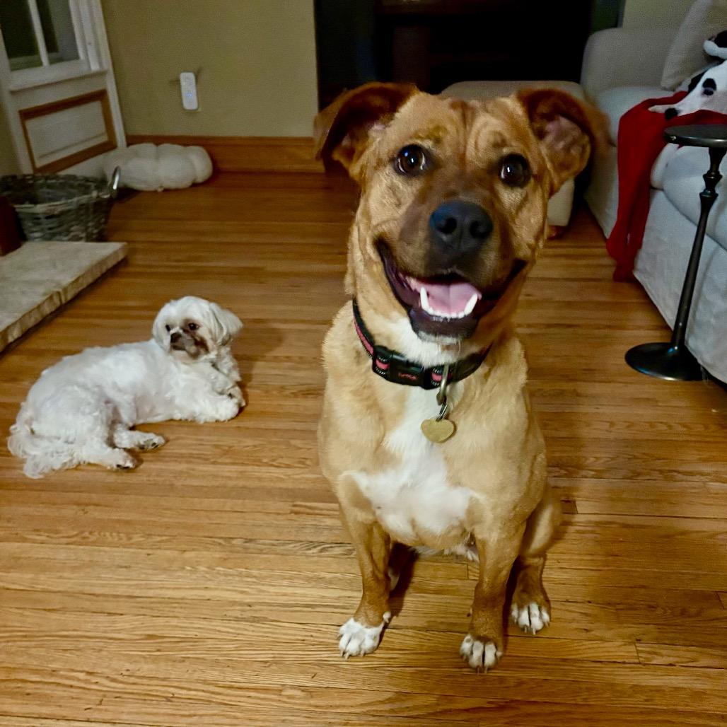 Jenny, a Adoptable mixed breed in Metamora, MI image 6/6
