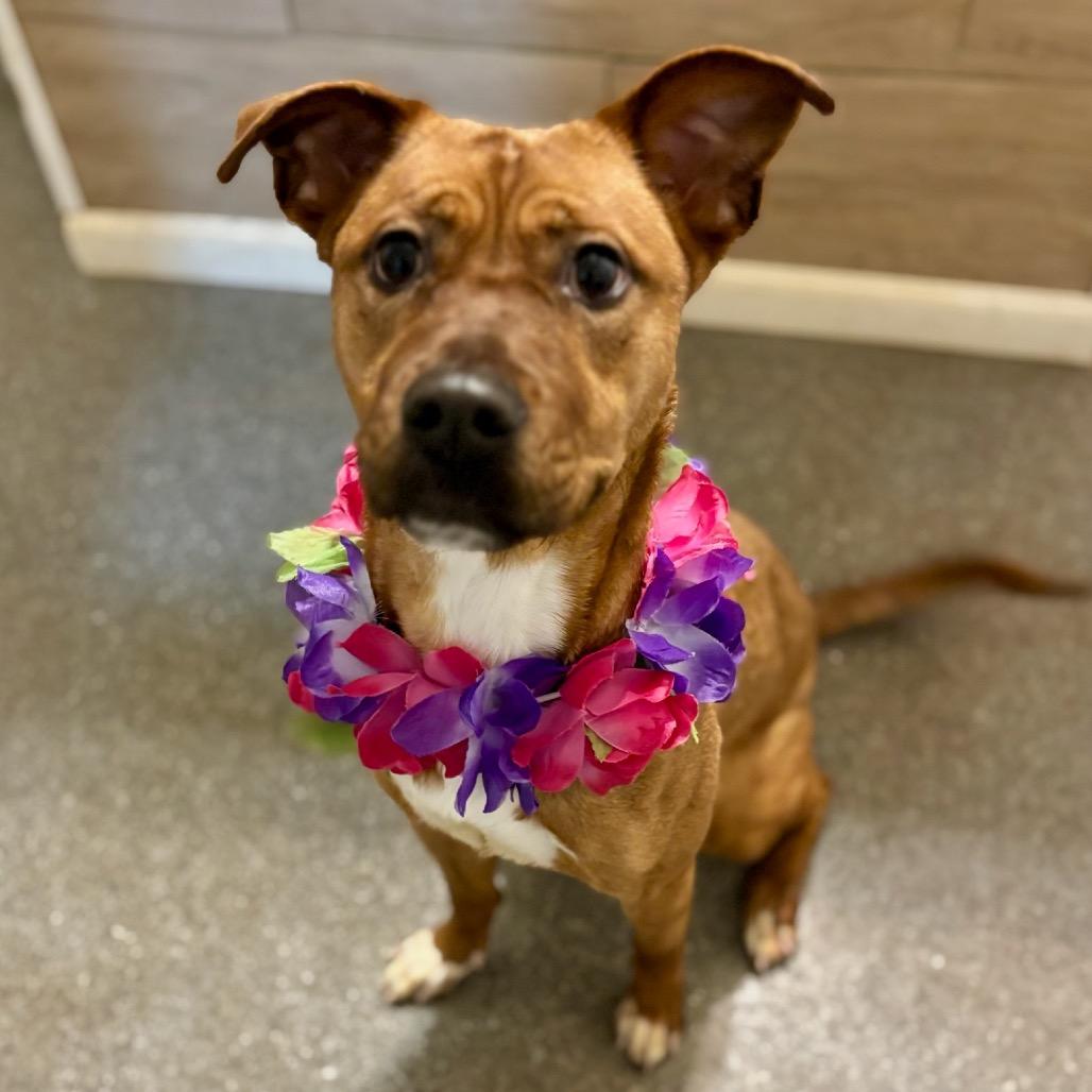 Enlarge Jenny, a Adoptable mixed breed in Metamora, MI image 6/6