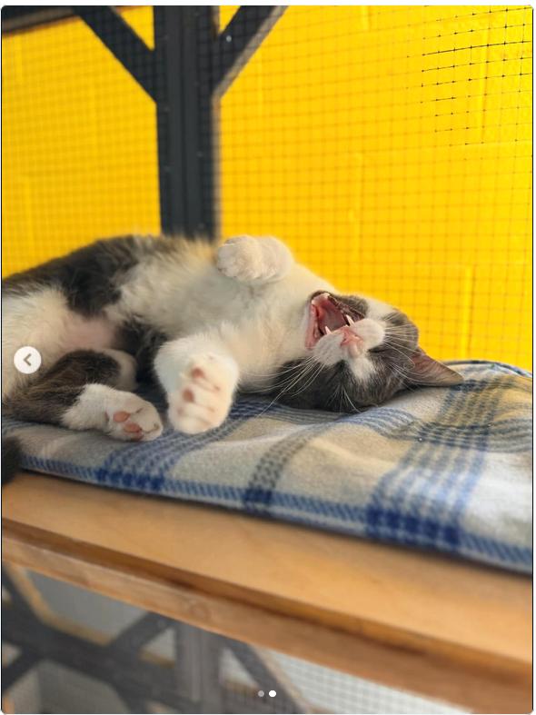 Enlarge BART, a ADOPTABLE Domestic Short Hair in Pegram, TN image 2/4