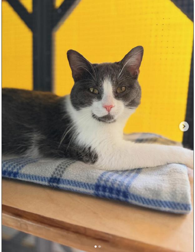 BART, ADOPTABLE, Young Male Domestic Short Hair.