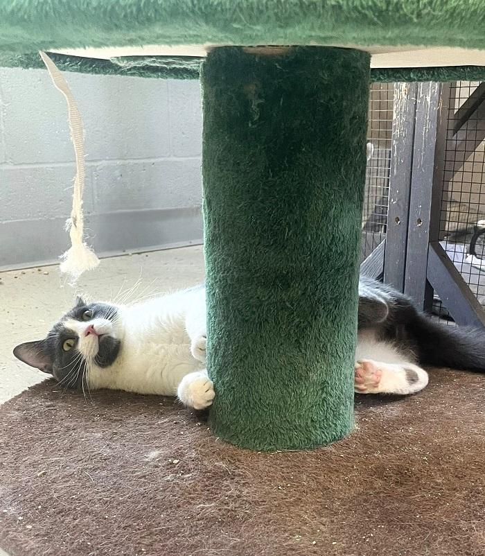 Enlarge BART, a ADOPTABLE Domestic Short Hair in Pegram, TN image 3/4