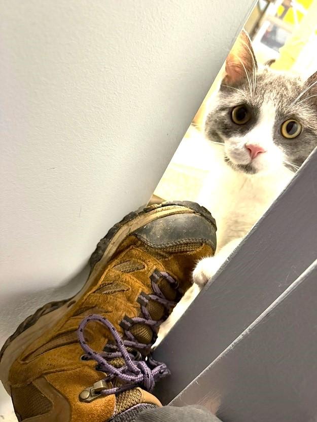 Enlarge BART, a ADOPTABLE Domestic Short Hair in Pegram, TN image 4/4