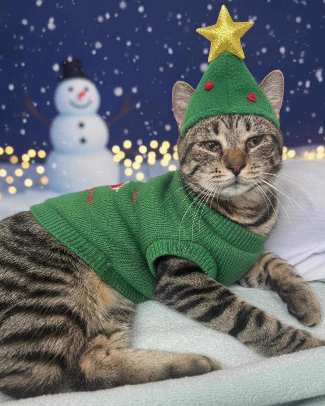 Jessie, ADOPTABLE, Young Male Domestic Short Hair.