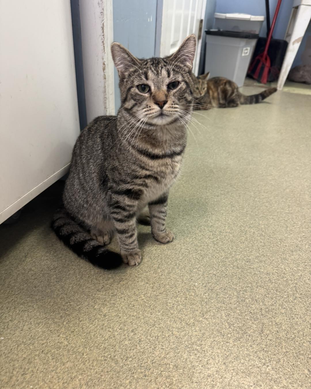 Jessie, ADOPTABLE, Young Male Domestic Short Hair.