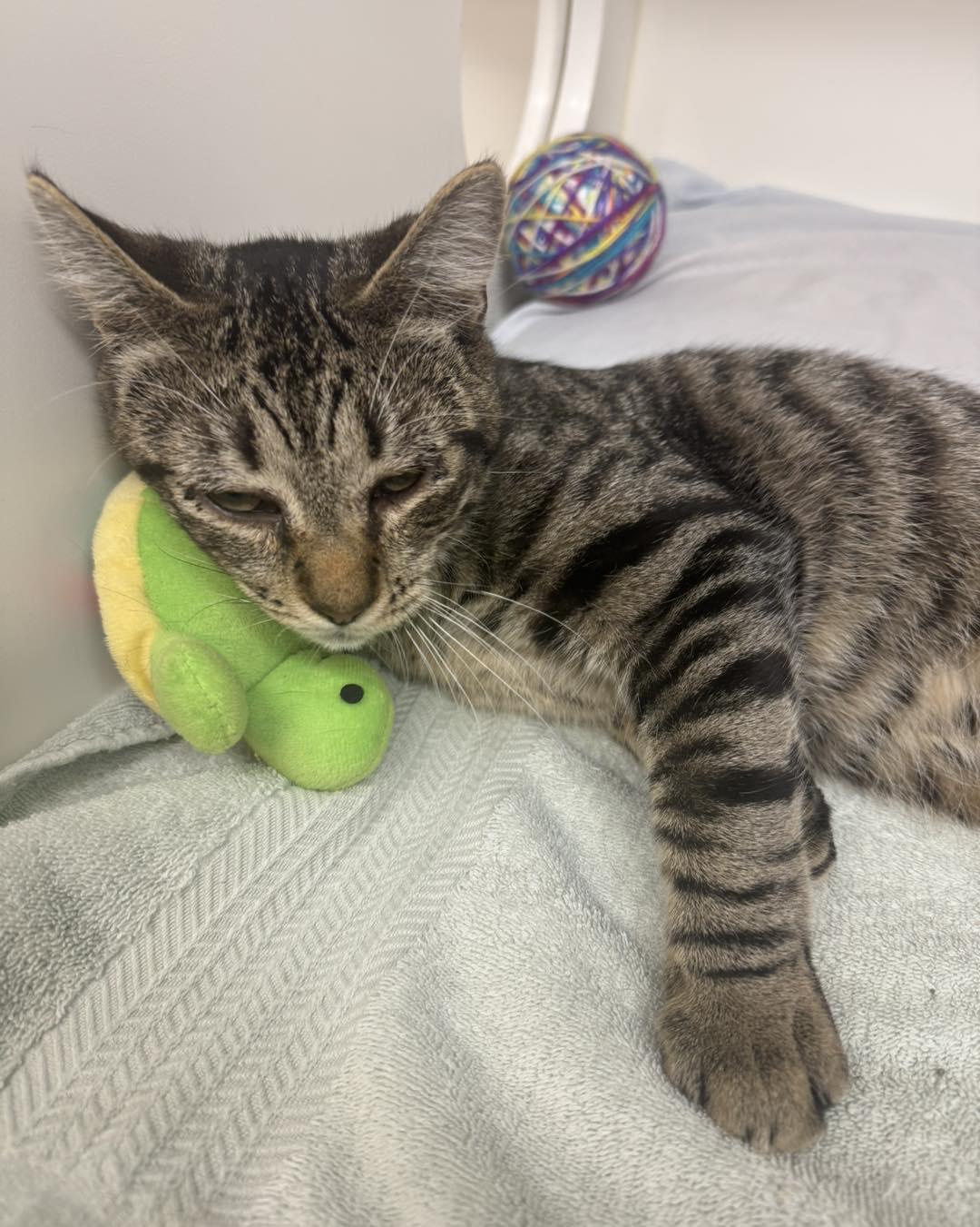 Enlarge Jessie, a ADOPTABLE Domestic Short Hair in Bloomfield, NJ image 3/4