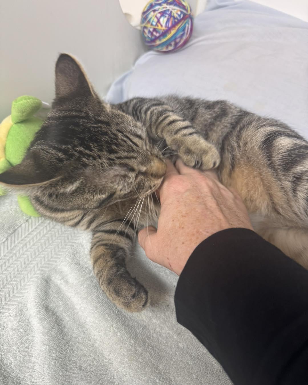 Enlarge Jessie, a ADOPTABLE Domestic Short Hair in Bloomfield, NJ image 2/4