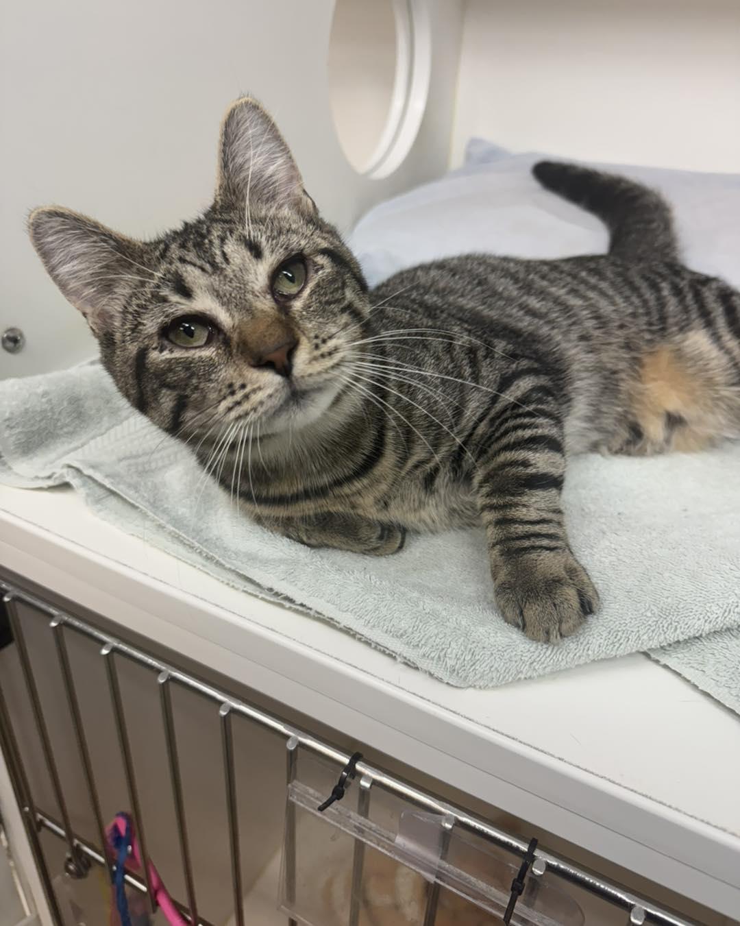 Enlarge Jessie, a ADOPTABLE Domestic Short Hair in Bloomfield, NJ image 4/4