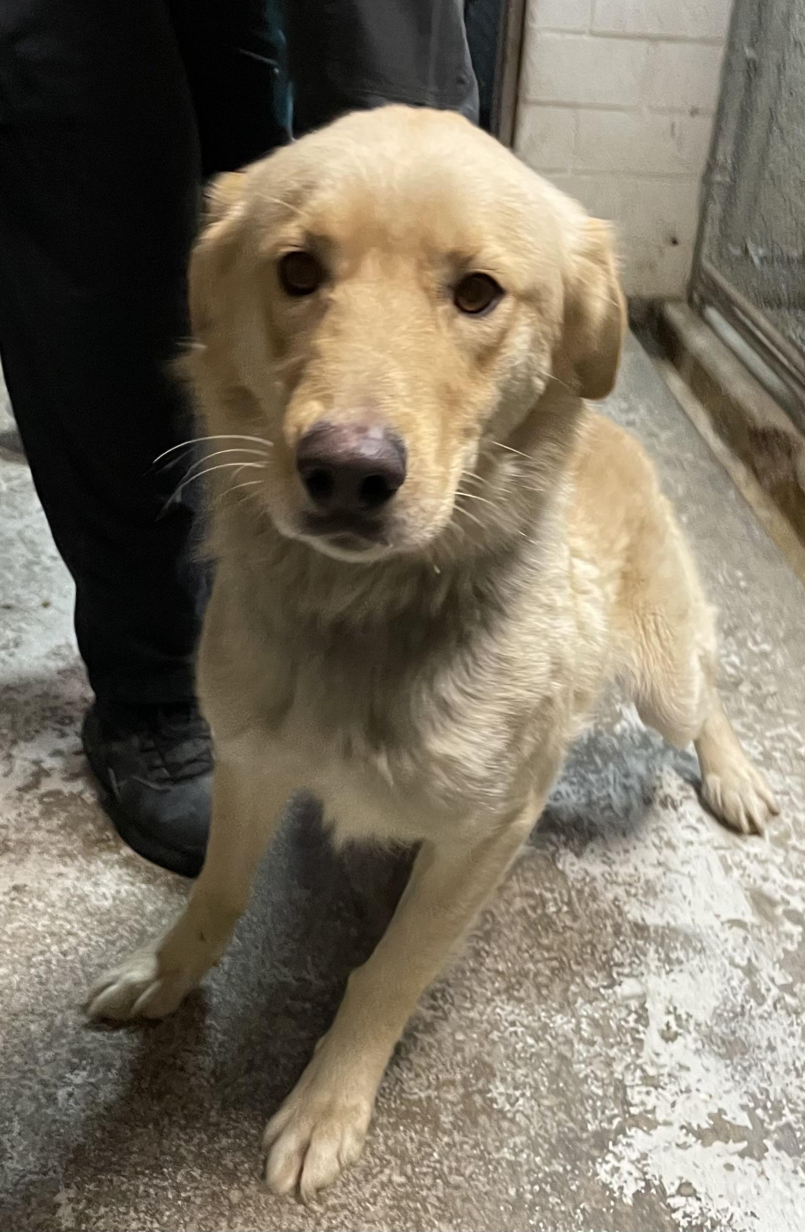 Enlarge Hank ADOPTED , an adopted Golden Retriever in Canton, OH image 2/3