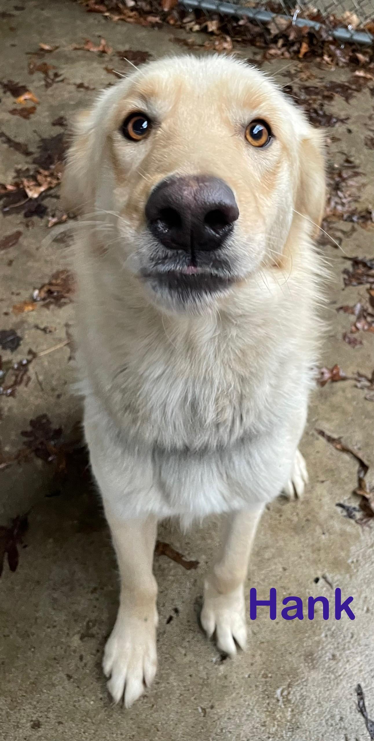 Enlarge Hank ADOPTED , an adopted Golden Retriever in Canton, OH image 1/3