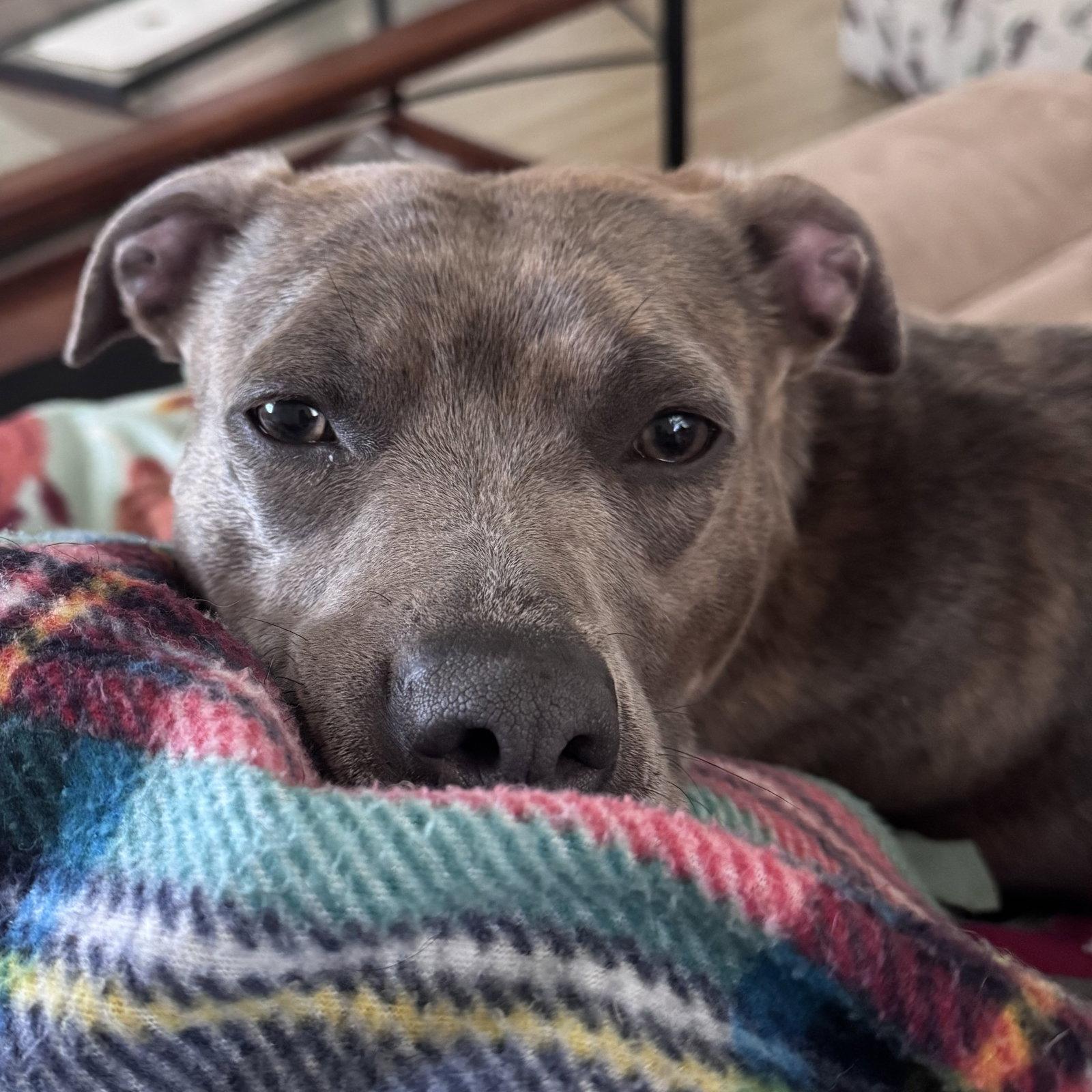 Mahina, a Adoptable Pit Bull Terrier in Fargo, ND image 1/3