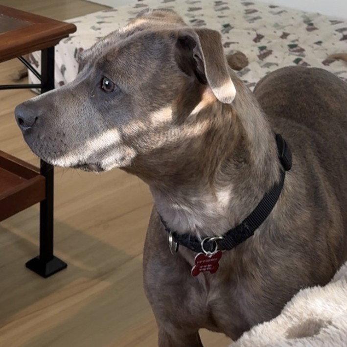 Mahina, a Adoptable Pit Bull Terrier in Fargo, ND image 3/3