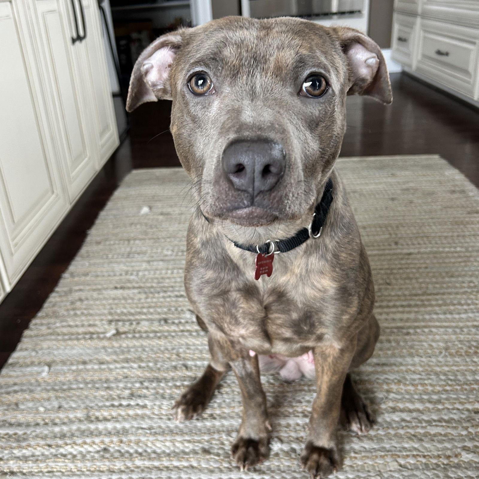 Enlarge Mahina, a Adoptable Pit Bull Terrier in Fargo, ND image 3/3