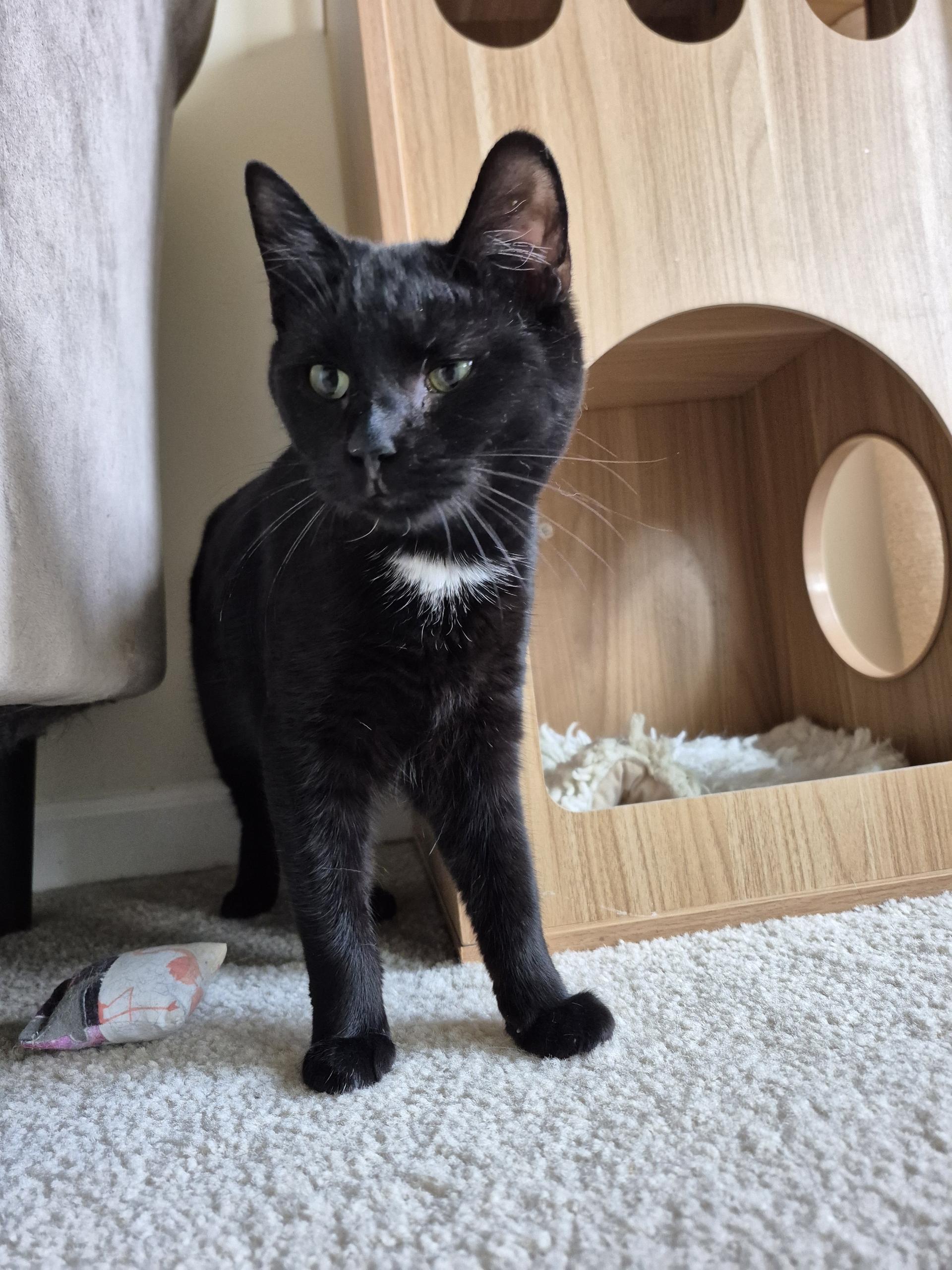 Enlarge Sparrow , a ADOPTABLE American Shorthair in West newton, PA image 2/3