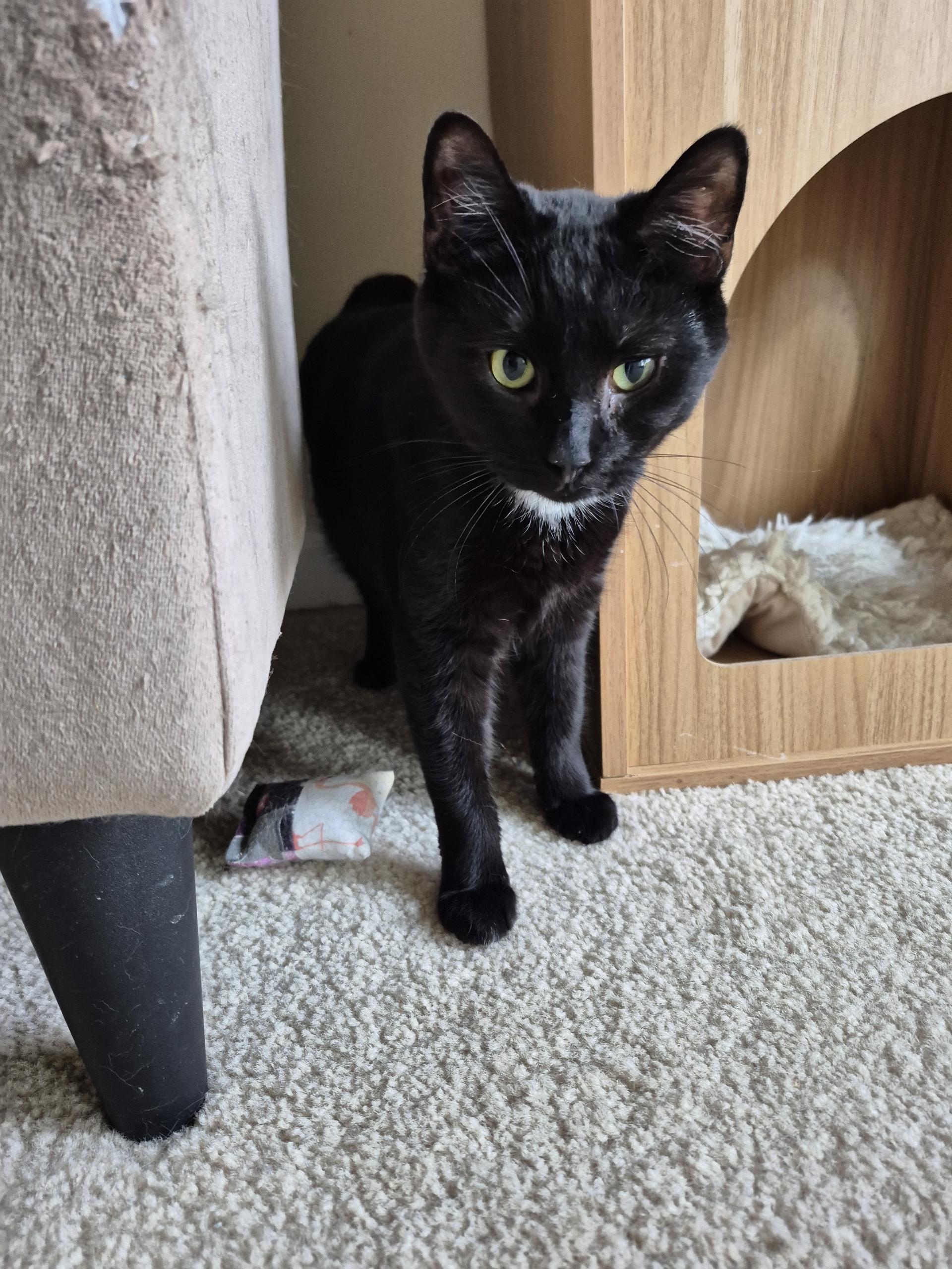 Enlarge Sparrow , a ADOPTABLE American Shorthair in West newton, PA image 1/3