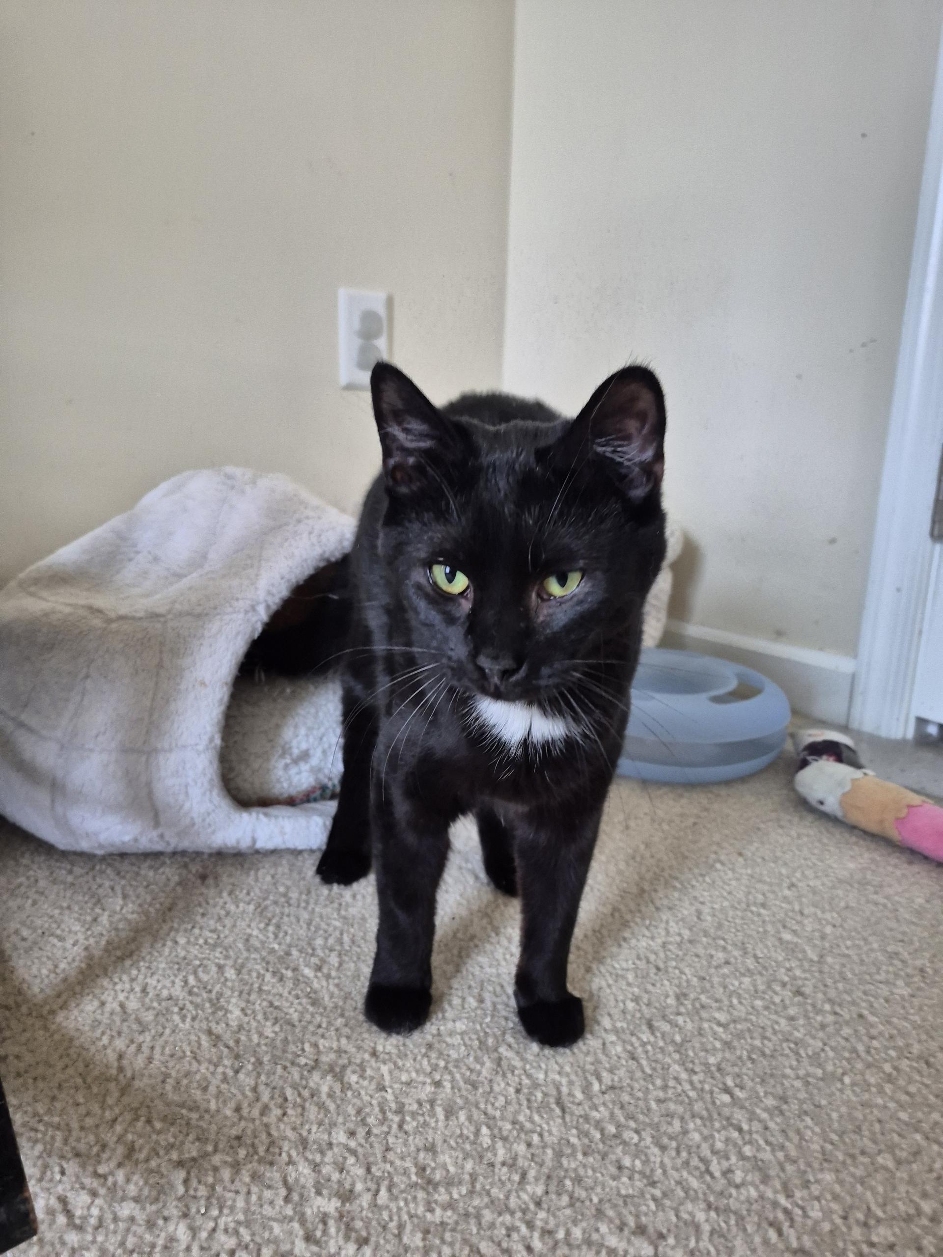 Enlarge Sparrow , a ADOPTABLE American Shorthair in West newton, PA image 3/3