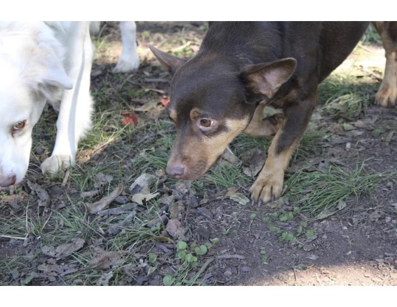 Otis, a Adopted Chiweenie in Calera, AL image 3/4