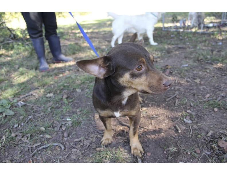 Otis, a Adopted Chiweenie in Calera, AL image 4/4