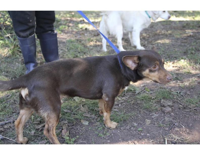 Otis, a Adopted Chiweenie in Calera, AL image 2/4