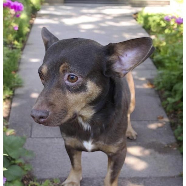 Otis, a Adopted Chiweenie in Calera, AL image 1/4