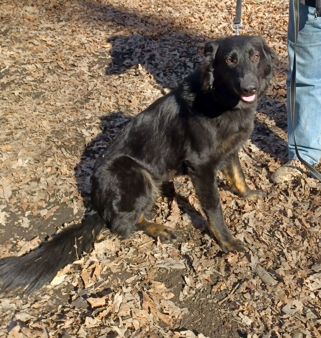 Loretta (Retta Rooter), a Adoptable mixed breed in Chattanooga, TN image 1/8