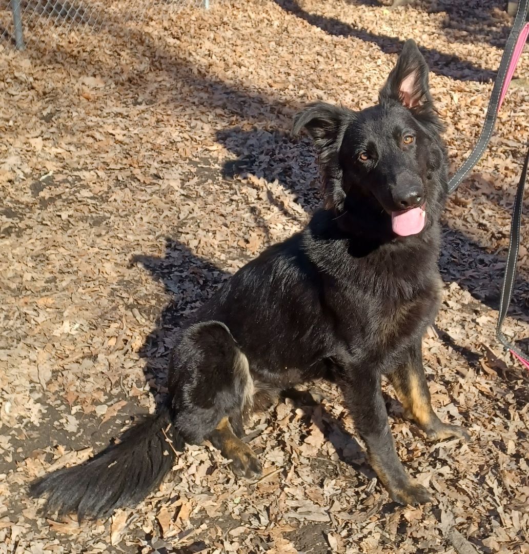 Loretta (Retta Rooter), a Adoptable mixed breed in Chattanooga, TN image 2/8