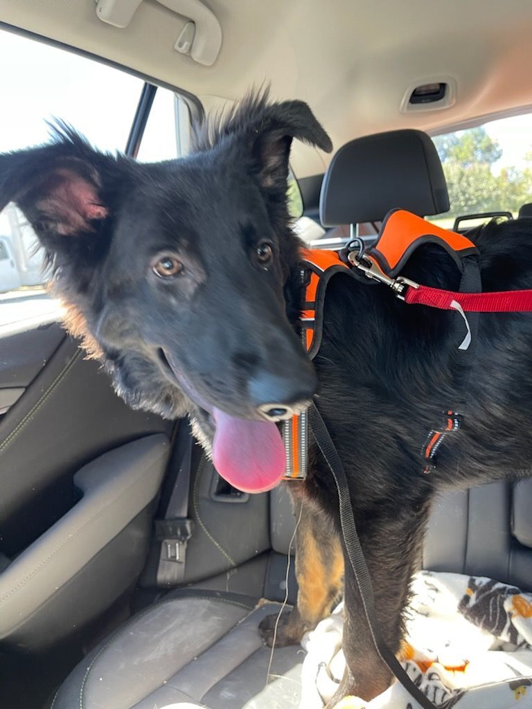 Loretta (Retta Rooter), a Adoptable mixed breed in Chattanooga, TN image 3/8