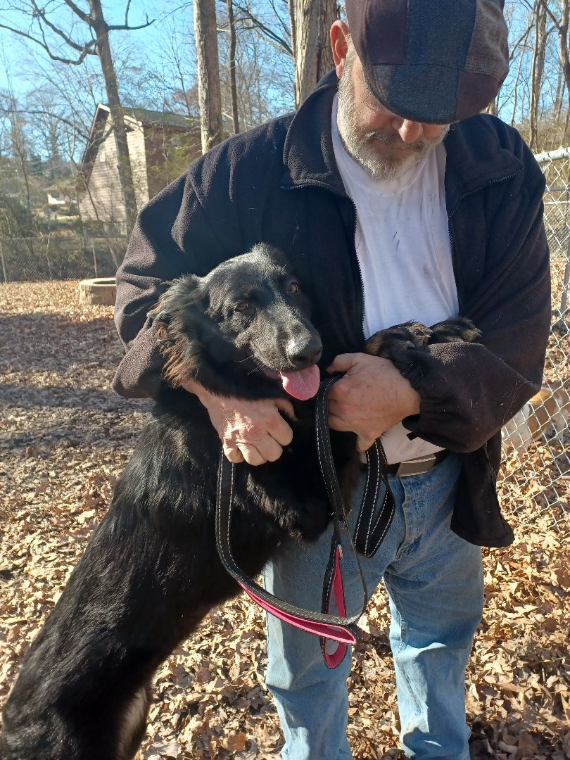 Loretta (Retta Rooter), a Adoptable mixed breed in Chattanooga, TN image 4/8