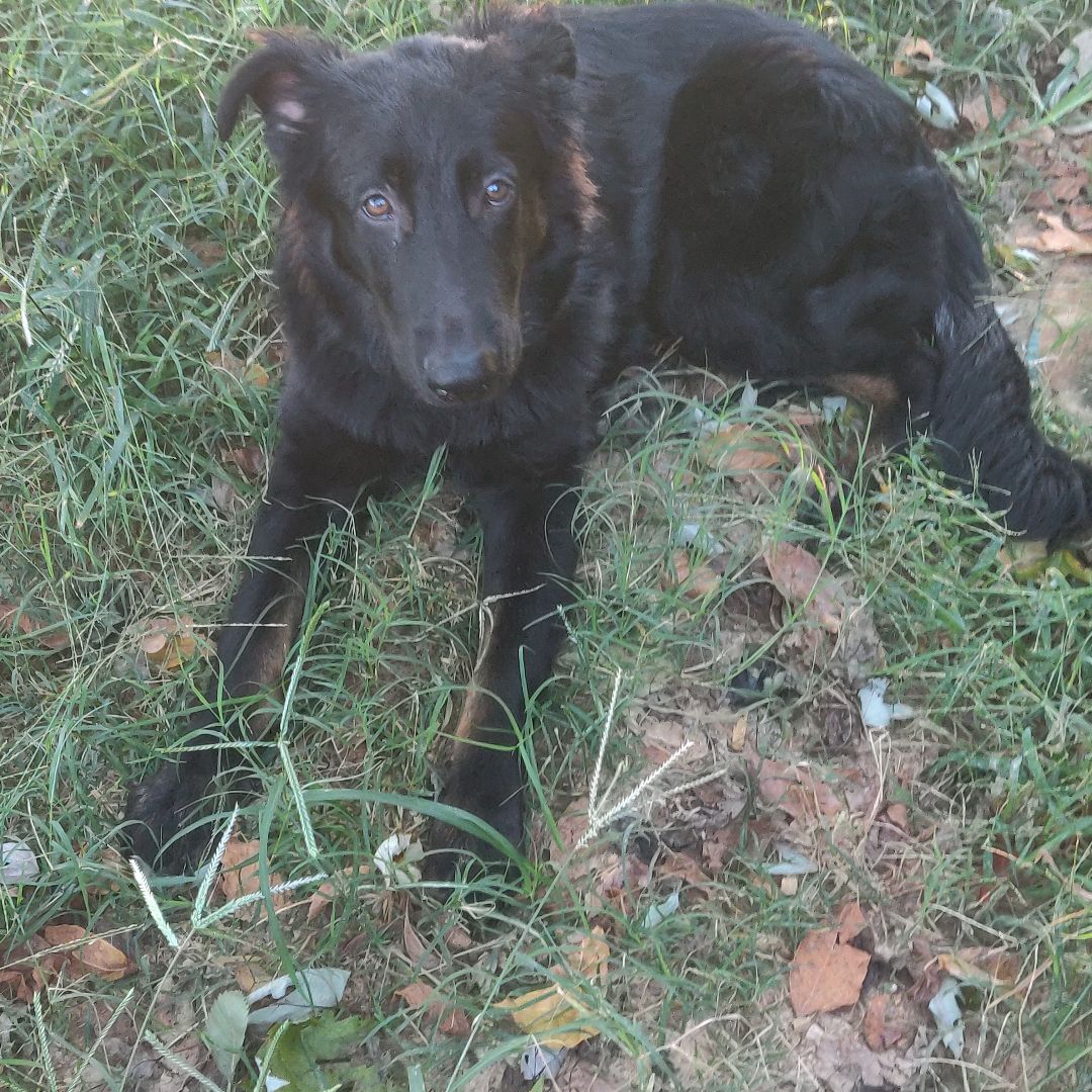 Loretta (Retta Rooter), a Adoptable mixed breed in Chattanooga, TN image 5/8