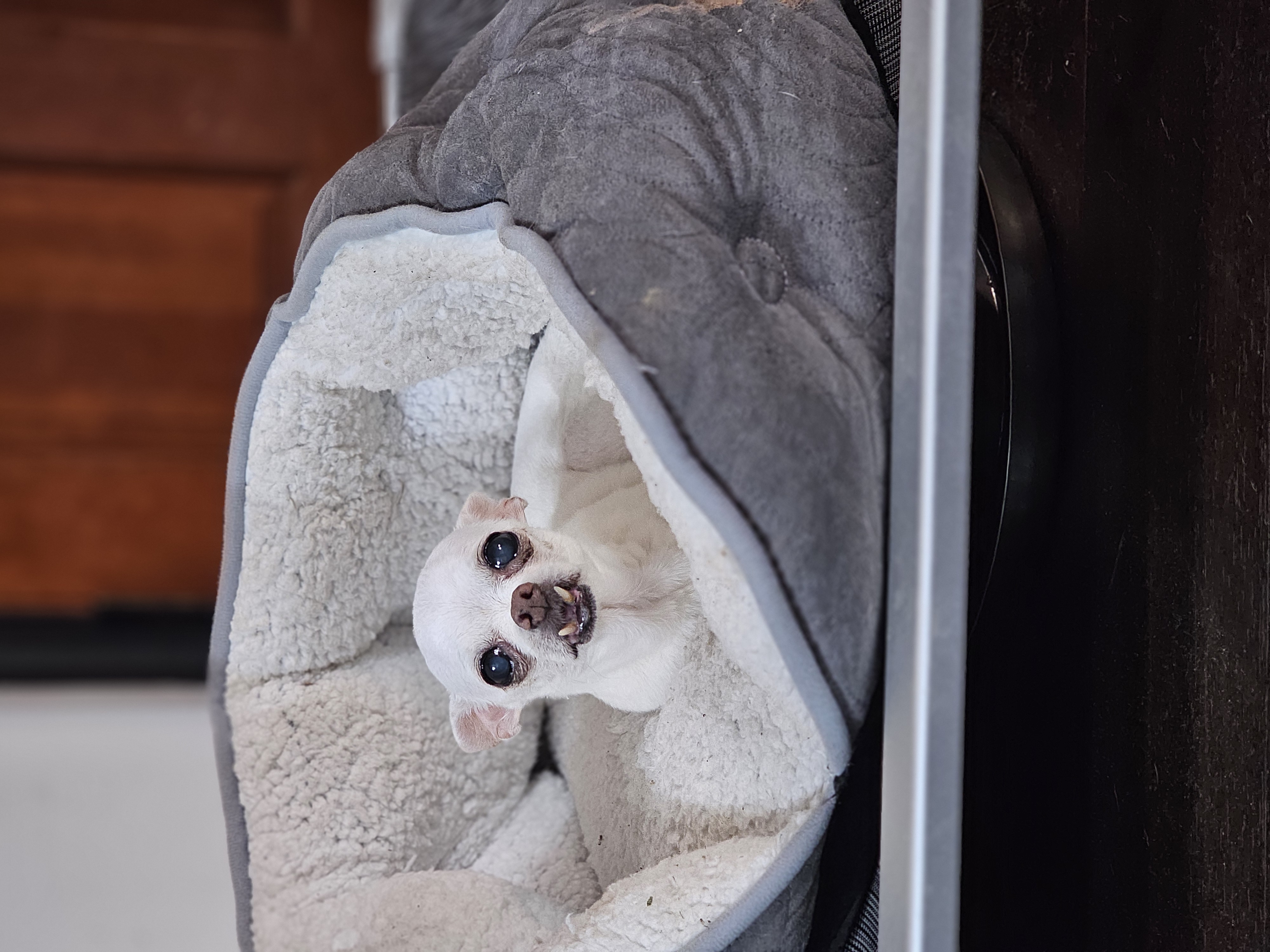 Aries, Adopted, Senior Female Chihuahua.