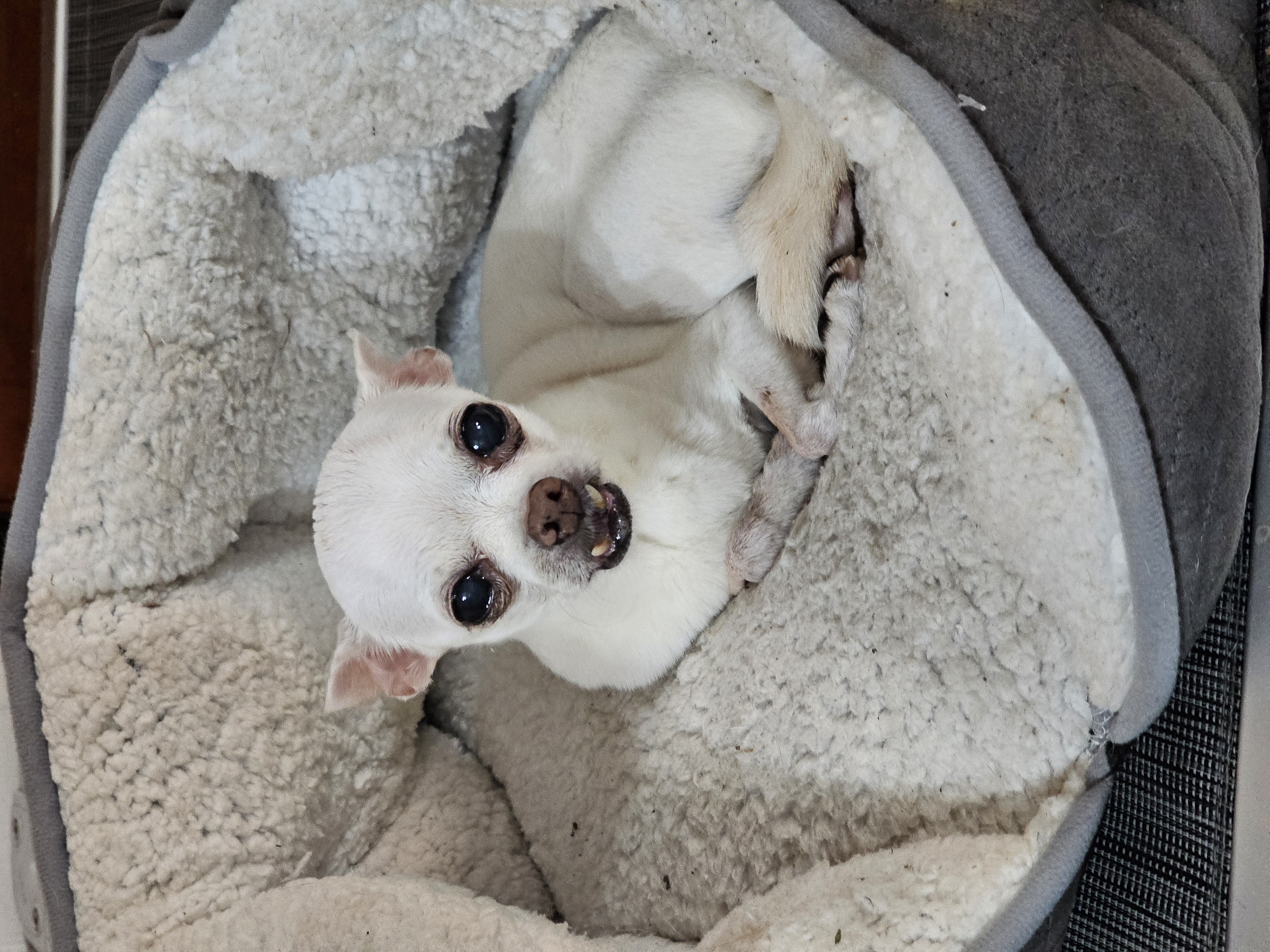 Aries, a Adopted Chihuahua in Chesapeake Beach, MD image 2/3