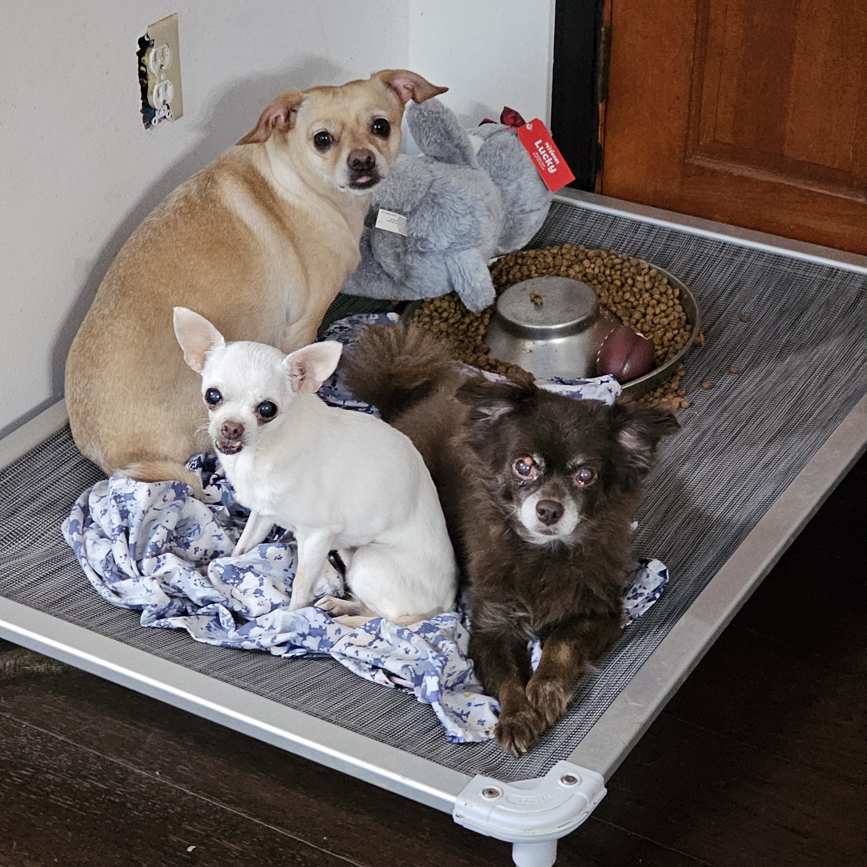 Aries, a Adopted Chihuahua in Chesapeake Beach, MD image 3/3