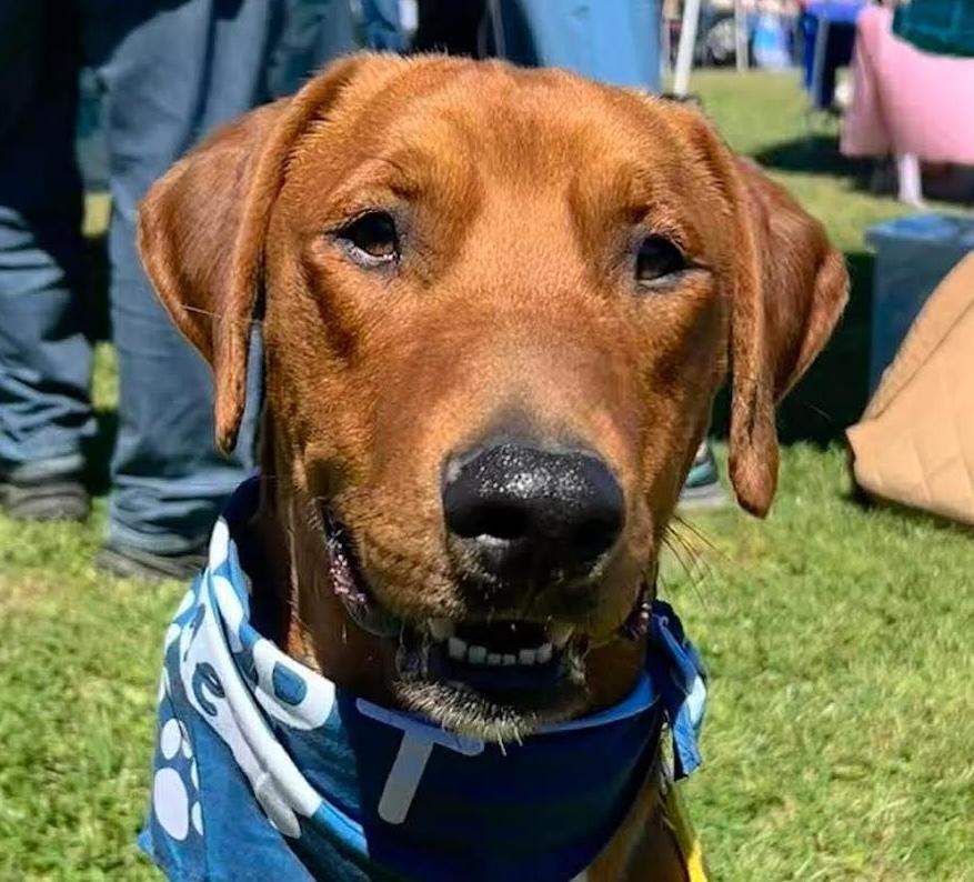 Enlarge Benetton, a ADOPTABLE mixed breed in Cumming, GA image 6/6