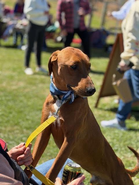 Enlarge Benetton, a ADOPTABLE mixed breed in Cumming, GA image 4/6