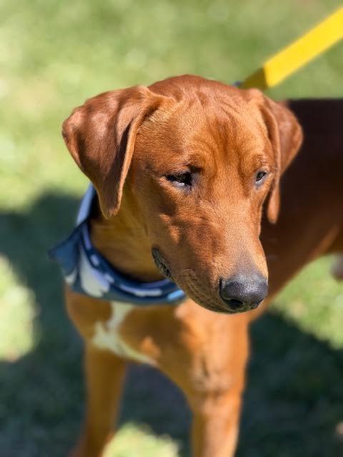 Enlarge Benetton, a ADOPTABLE mixed breed in Cumming, GA image 3/6