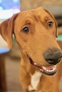 Benetton, ADOPTABLE, Puppy Male Redbone Coonhound & Coonhound.