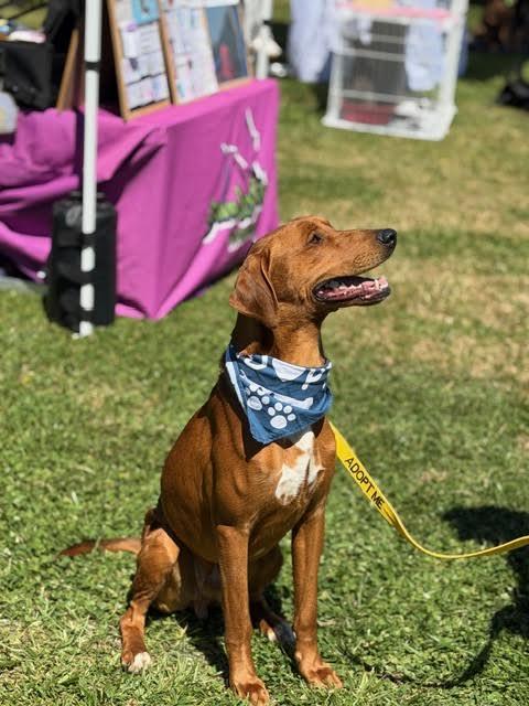 Enlarge Benetton, a ADOPTABLE mixed breed in Cumming, GA image 5/6