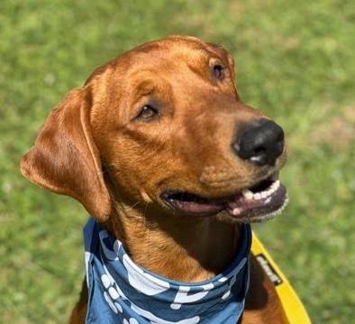 Benetton, ADOPTABLE, Puppy Male Redbone Coonhound & Coonhound.