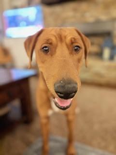 Benetton, ADOPTABLE, Puppy Male Redbone Coonhound & Coonhound.