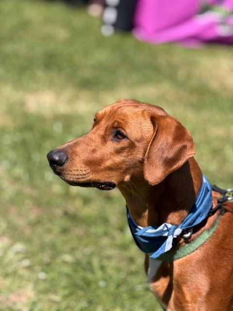 Enlarge Benetton, a ADOPTABLE mixed breed in Cumming, GA image 6/6