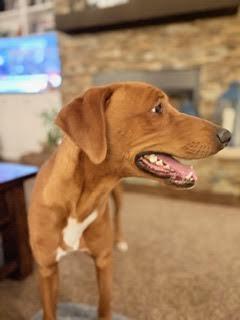 Enlarge Benetton, a ADOPTABLE mixed breed in Cumming, GA image 4/6