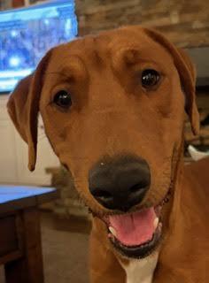 Enlarge Benetton, a ADOPTABLE mixed breed in Cumming, GA image 2/6