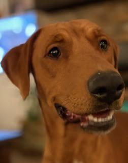 Enlarge Benetton, a ADOPTABLE mixed breed in Cumming, GA image 5/6