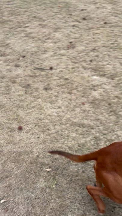 Enlarge Benetton, a ADOPTABLE mixed breed in Cumming, GA video 6/6