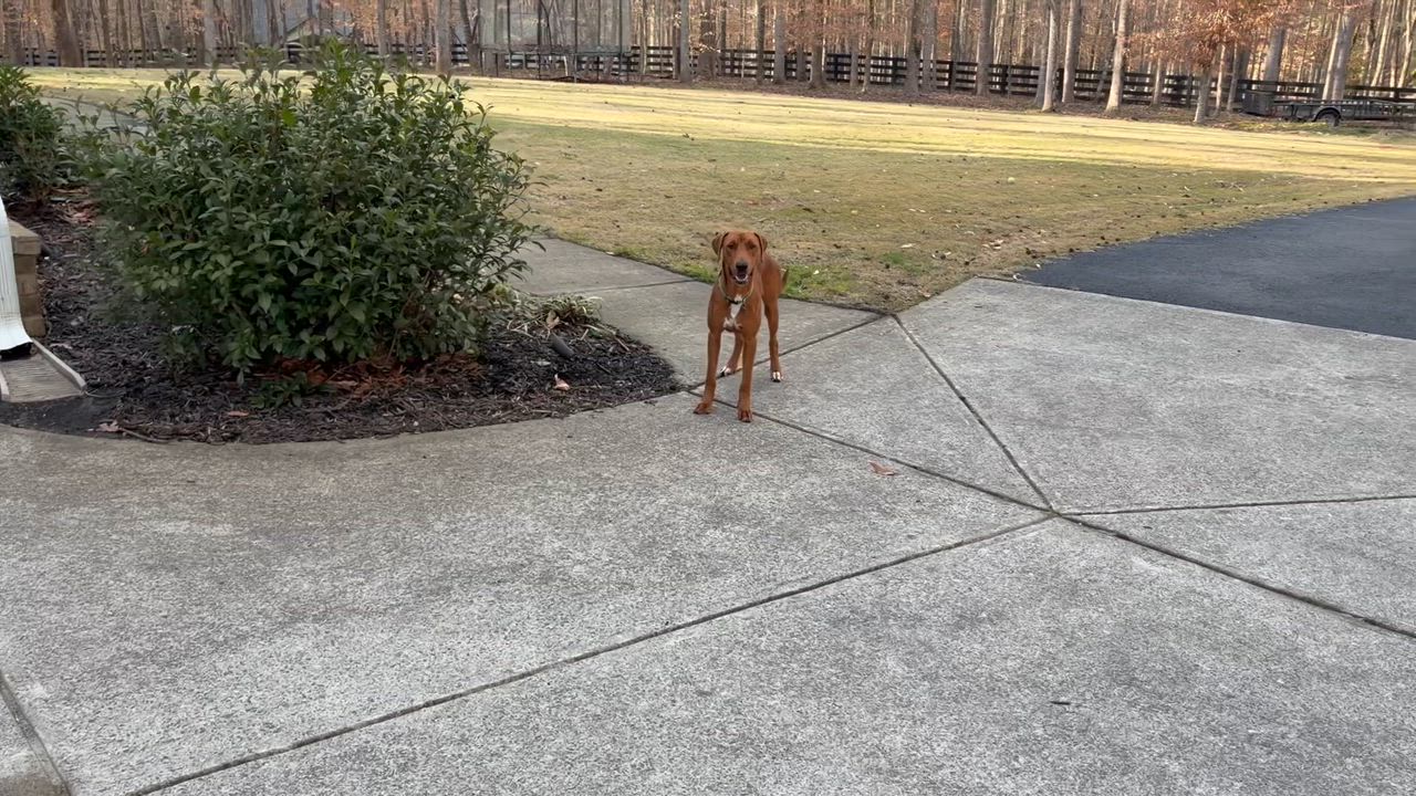 Enlarge Benetton, a ADOPTABLE mixed breed in Cumming, GA video 2/6