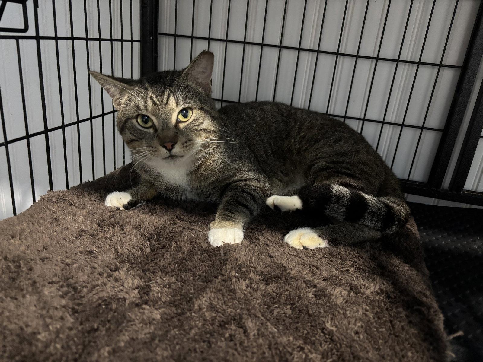 Enlarge Suga Toes, a Adopted Domestic Short Hair in Tampa, FL image 1/1