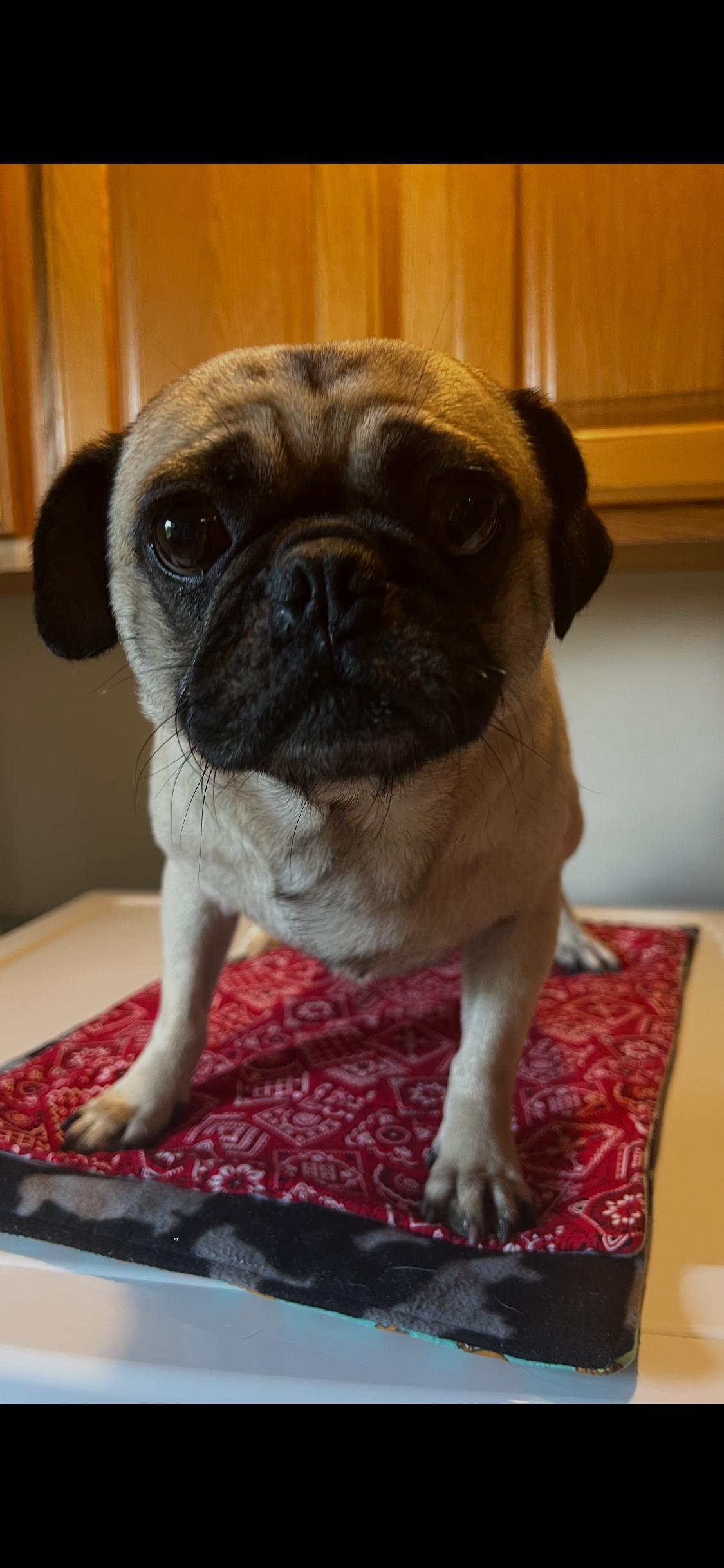 Bill Board, ADOPTION PENDING! , an adoptable Pug in Armada, MI image 3/4