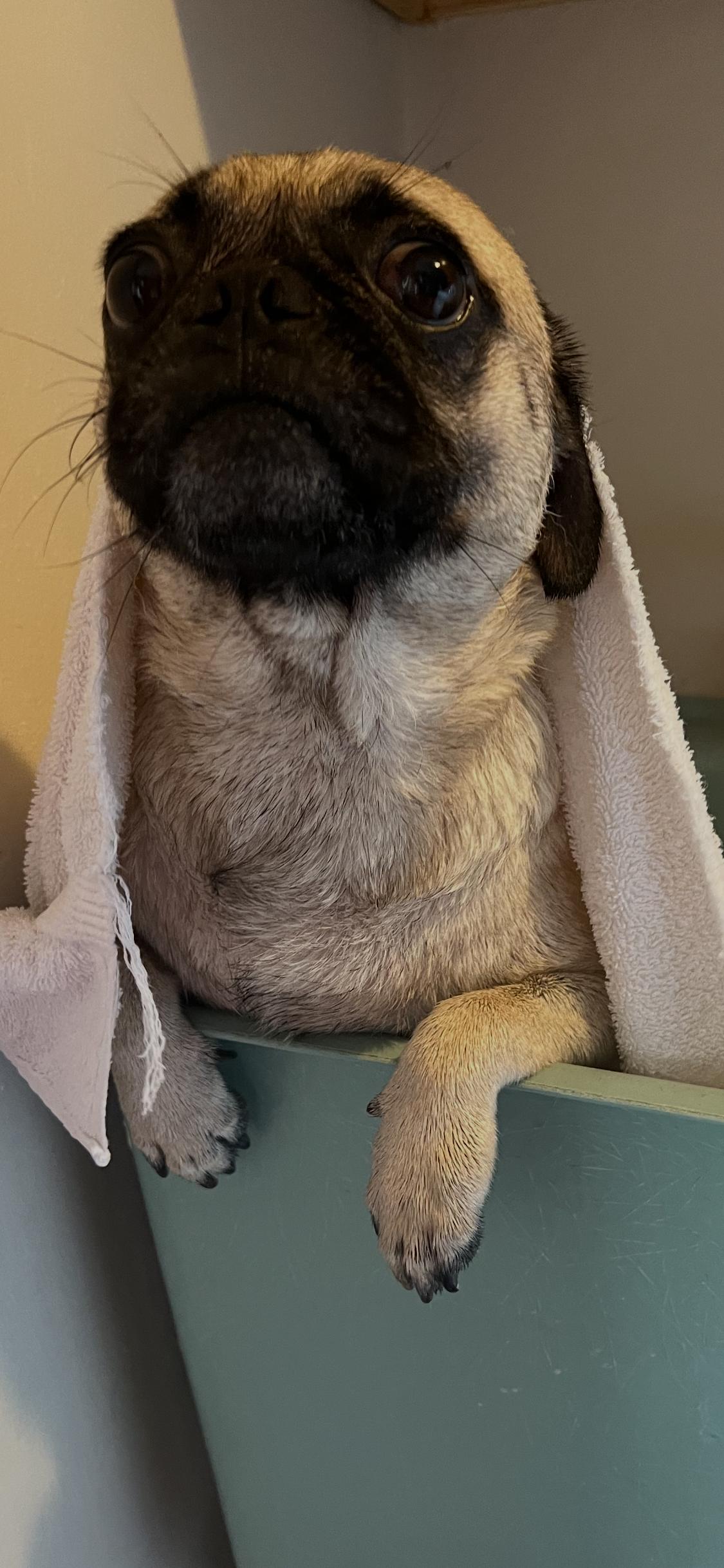 Bill Board, ADOPTION PENDING! , an adoptable Pug in Armada, MI image 4/4